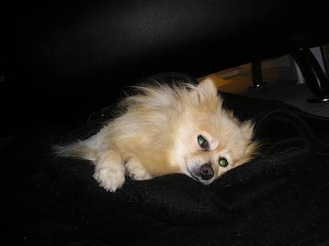 Pomeranian sandy billede 6