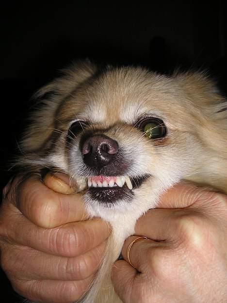 Pomeranian sandy - Grrrrr... jeg er farlig billede 7
