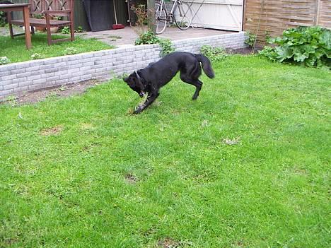 Blanding af racer Molly |aflivet|  <'3 - Molly leger! billede 12