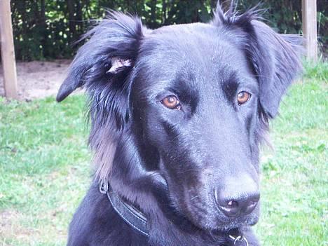 Blanding af racer Molly |aflivet|  <'3 billede 13