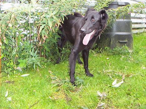 Blanding af racer Molly |aflivet|  <'3 - Tosse hund! billede 14