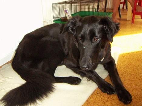 Blanding af racer Molly |aflivet|  <'3 billede 15