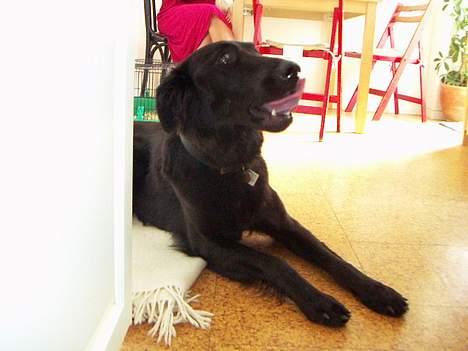 Blanding af racer Molly |aflivet|  <'3 - Uuuh er der Guf ? Namme Namme... billede 16