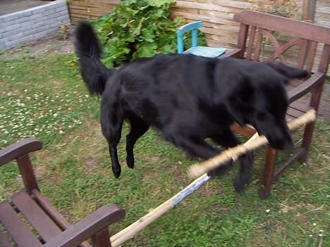 Blanding af racer Molly |aflivet|  <'3 - Molly springer med sin Pind billede 17