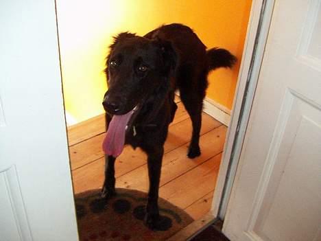 Blanding af racer Molly |aflivet|  <'3 - Parat til en gå tur! billede 18