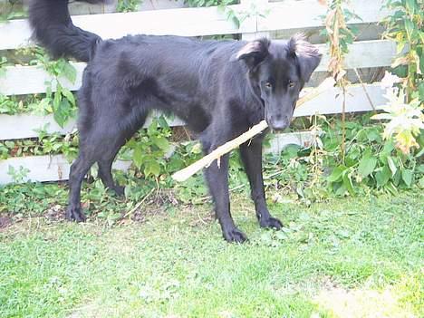 Blanding af racer Molly |aflivet|  <'3 billede 19