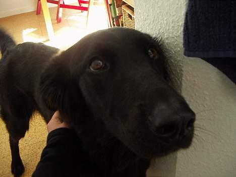 Blanding af racer Molly |aflivet|  <'3 - Pleace giv mig noget MAD! billede 20