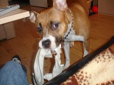 Amerikansk staffordshire terrier Tica - Hun er da dejlig. billede 1