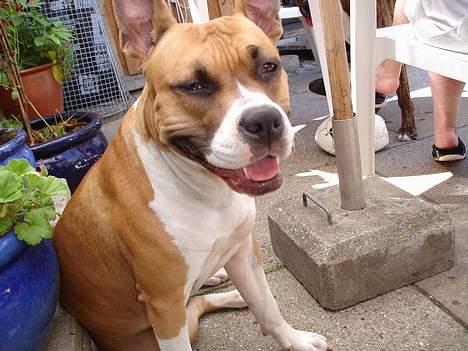 Amerikansk staffordshire terrier Tica - Man skal jo smile så vil verden jo smile igen billede 2