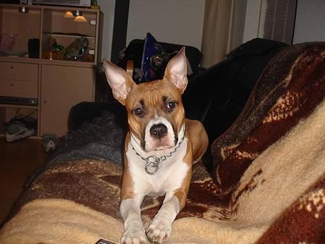 Amerikansk staffordshire terrier Tica billede 3