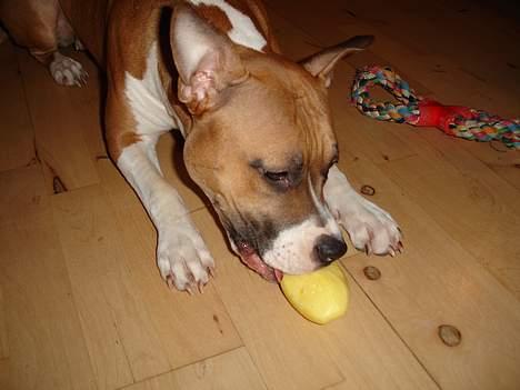 Amerikansk staffordshire terrier Tica billede 4