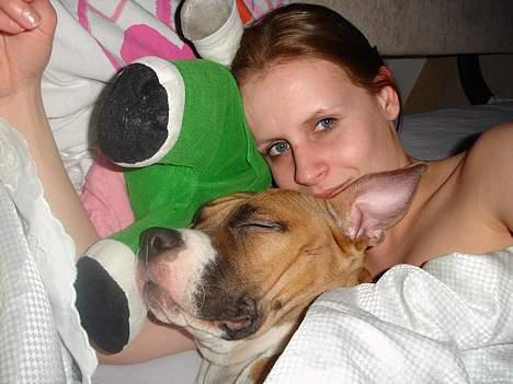 Amerikansk staffordshire terrier Tica - Sådan sover vi altid billede 5