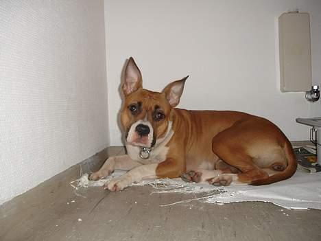 Amerikansk staffordshire terrier Tica billede 6