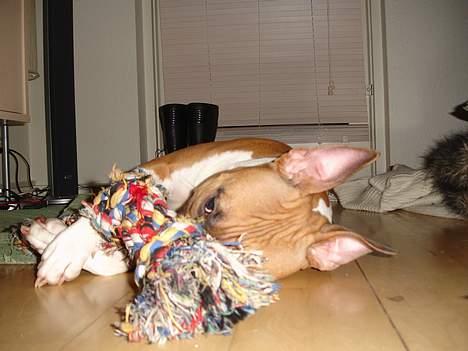 Amerikansk staffordshire terrier Tica billede 7