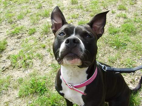 Amerikansk staffordshire terrier - Chili - Er jeg ikk søøød.. billede 2
