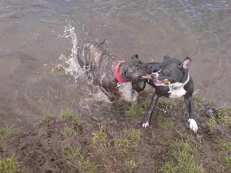 Amerikansk staffordshire terrier - Chili - Frøken flyve øre... billede 3