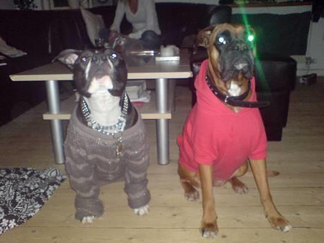 Amerikansk staffordshire terrier - Chili billede 4