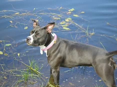 Amerikansk staffordshire terrier - Chili billede 5