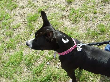 Amerikansk staffordshire terrier - Chili - Her kan du se min "tatto" smily... billede 6