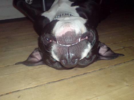 Amerikansk staffordshire terrier - Chili - På vej til mor med pinden billede 7