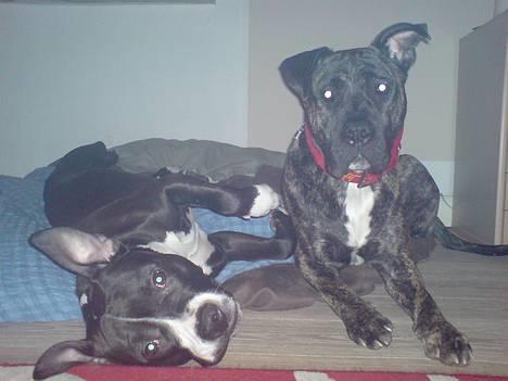 Amerikansk staffordshire terrier - Chili billede 8