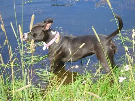 Amerikansk staffordshire terrier - Chili billede 9