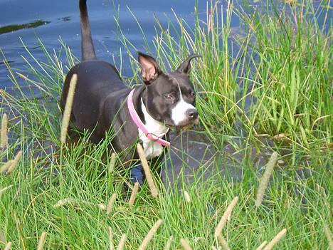 Amerikansk staffordshire terrier - Chili - Jeg er en rigtig vandhund... billede 10
