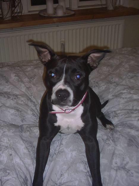 Amerikansk staffordshire terrier - Chili - Ups... Det er vist ikk min seng.... billede 11