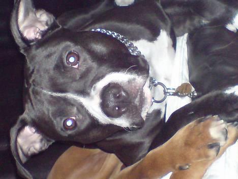 Amerikansk staffordshire terrier - Chili - Hvor kan man bare se sjov ud... billede 12