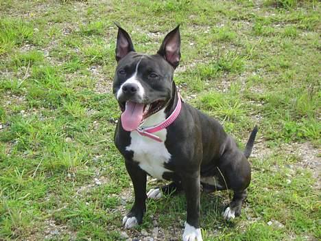 Amerikansk staffordshire terrier - Chili billede 13