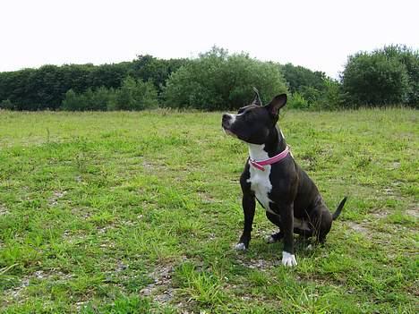 Amerikansk staffordshire terrier - Chili billede 14