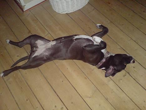 Amerikansk staffordshire terrier - Chili billede 15