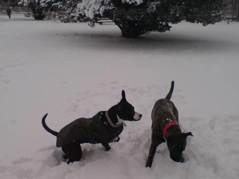 Amerikansk staffordshire terrier - Chili - Mig og Gucci billede 16