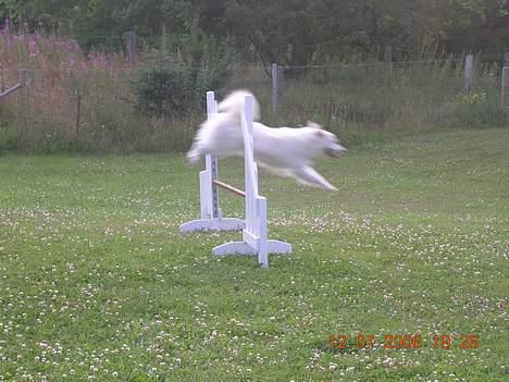 Dansk Spids Freja - fuld fart fremad. billede 12