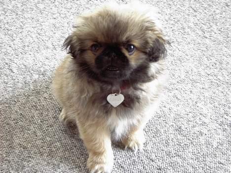 Pekingeser Kira billede 11
