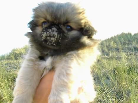 Pekingeser Kira - Kira var helt vild med sandet ved sommerhuset! billede 12