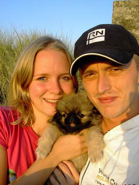 Pekingeser Kira - Hele familien samlet ved solnedgangen.. billede 14