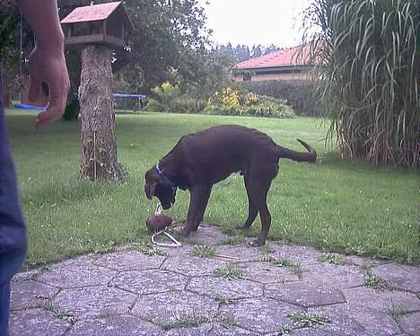 Blanding af racer balder billede 8