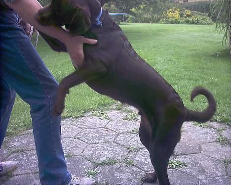 Blanding af racer balder billede 9