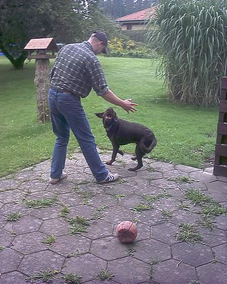 Blanding af racer balder billede 10