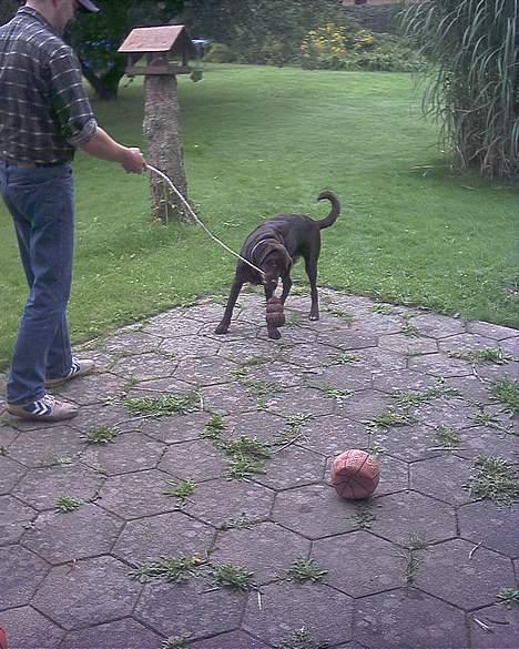 Blanding af racer balder billede 11