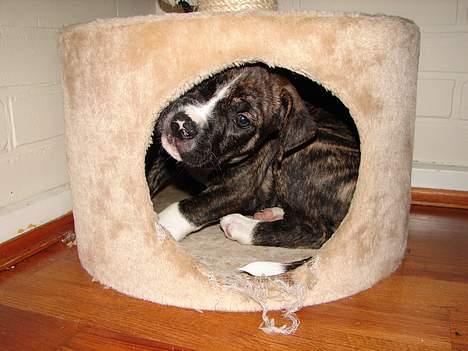 Amerikansk bulldog Boris - hæ hæ så fik jeg overtaget katte borgen billede 5