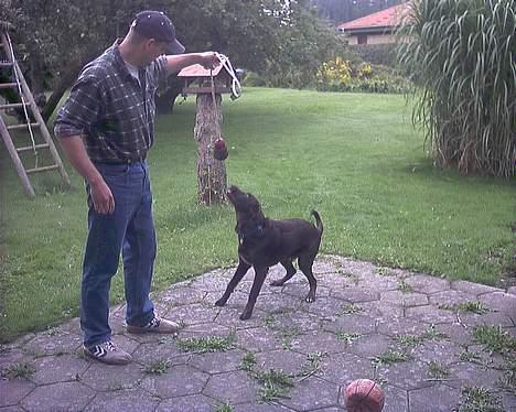 Blanding af racer balder billede 12