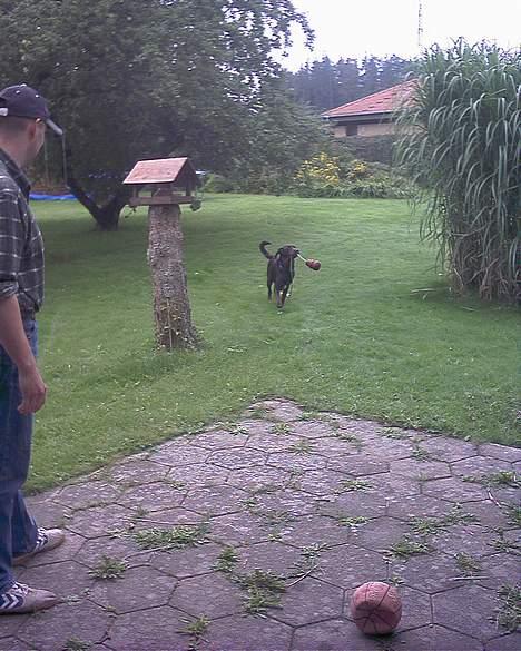 Blanding af racer balder billede 13