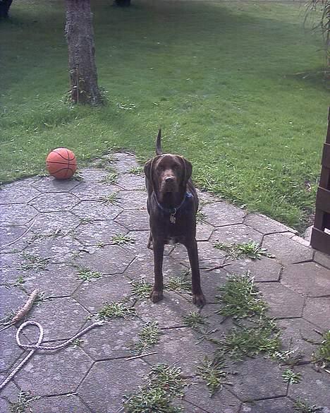 Blanding af racer balder billede 14