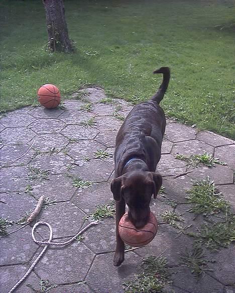 Blanding af racer balder billede 15