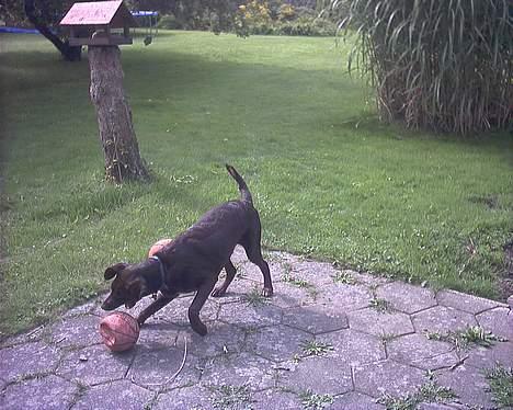 Blanding af racer balder billede 16