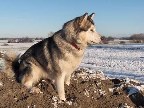 Alaskan malamute Batka - sider lige og nyder udsigten billede 1