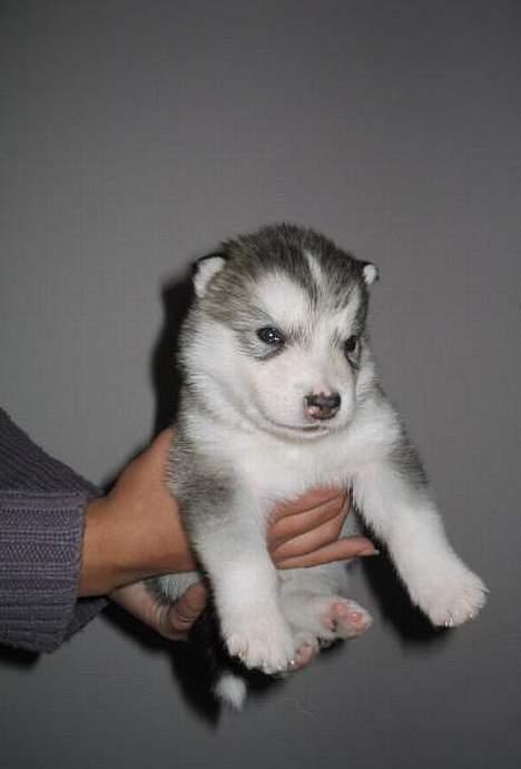 Alaskan malamute Batka - 4 uger gammel billede 2