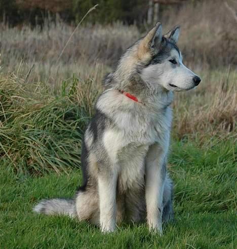 Alaskan malamute Batka - potræt billede taget af Alex Poulsen,5 mdr gammel billede 3